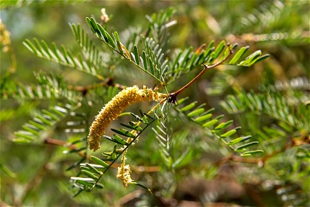 Mesquite (Prosopis glandulosa) in the Oasis of Mara photo