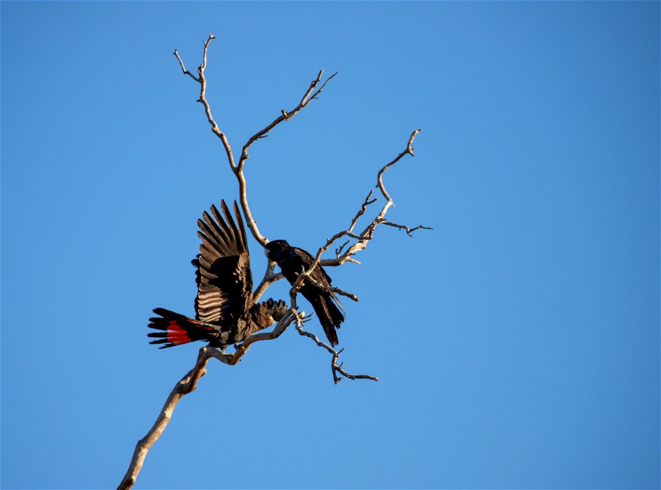 Red-tailed black cockatoos