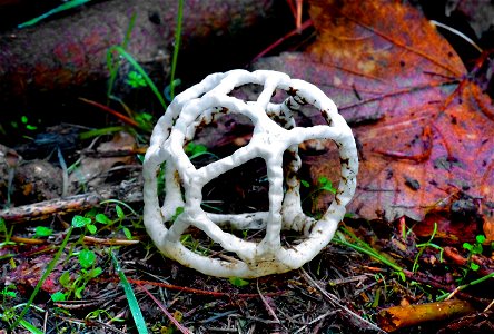 Basket fungi. photo