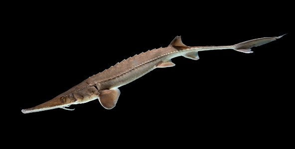 Pallid Sturgeon (Scaphirhynchus albus)