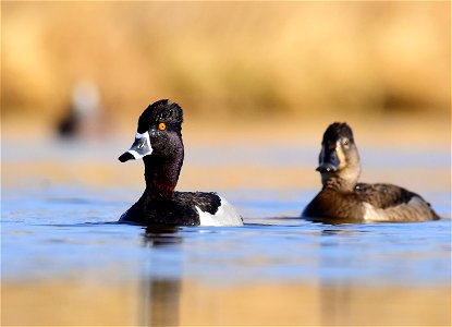 Ring-necked duck at Seedskadee National Wildlife Refuge Wyoming photo