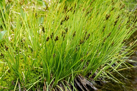 Carex canescens photo