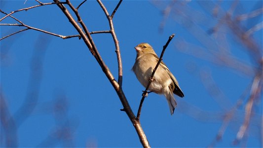 Buchfink Weibchen