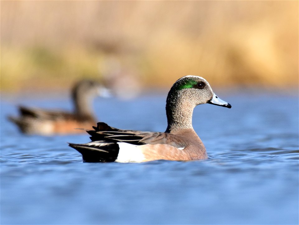 American wigeon at Seedskadee National Wildlife Refuge Wyoming
