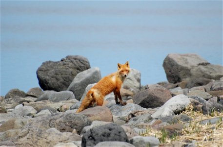 Red Fox at Izembek Lagoon photo