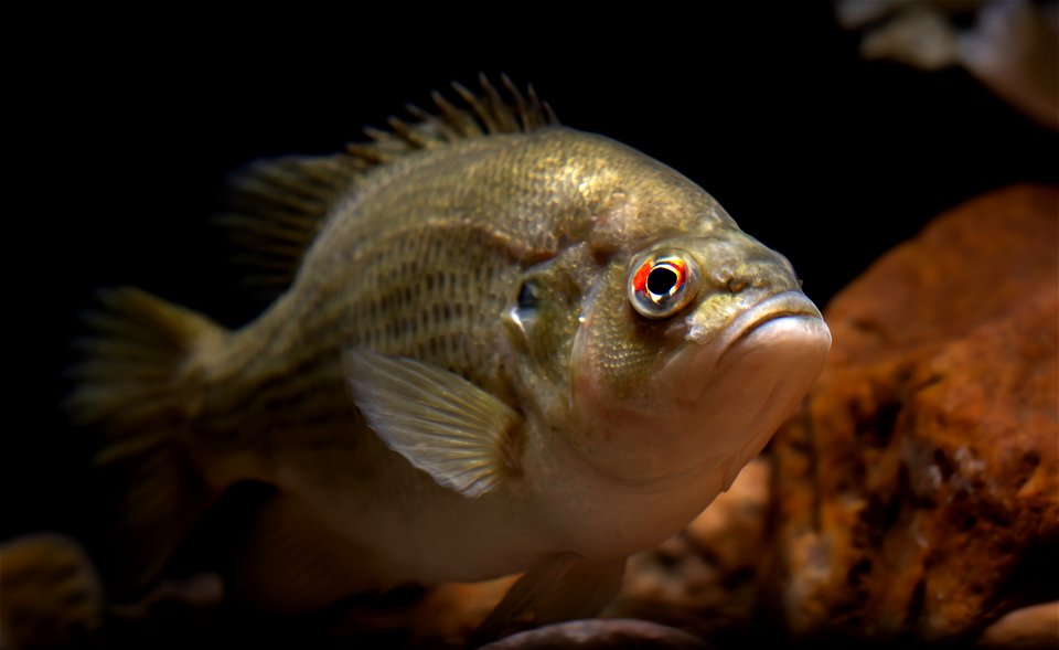 Rock Bass (Ambloplites rupestris)