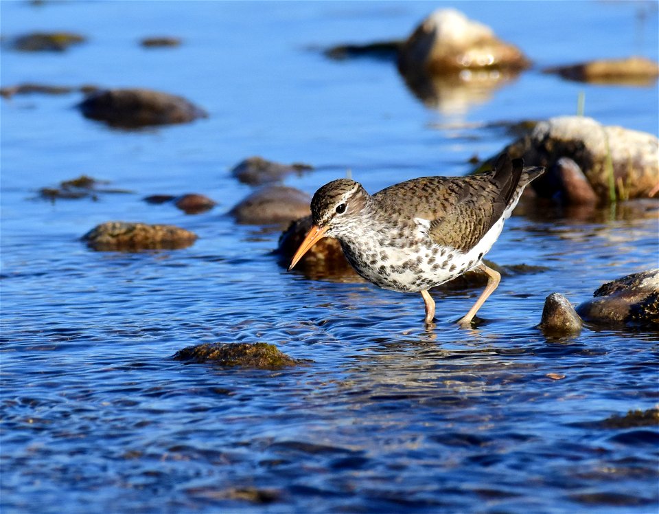 Spotted sandpiper at Seedskadee National Wildlife Refuge