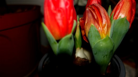 tulips_lalele-2023_0220_083154