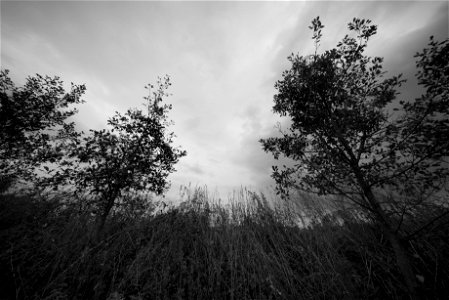 trees monochrome photo
