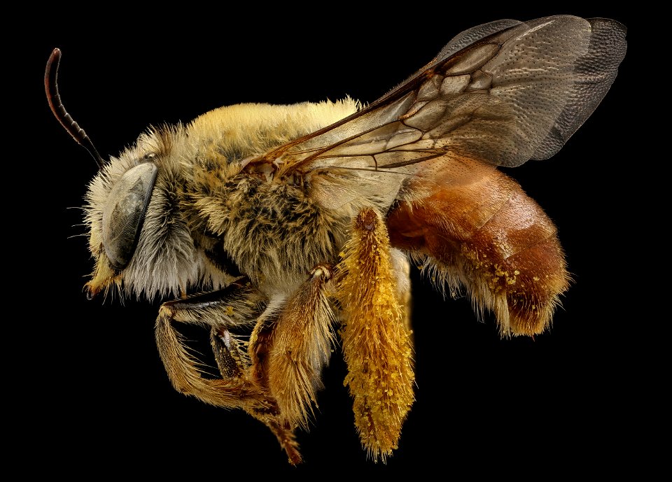 Centris trigonoides, f, left_2021-07-29-15.12.21 ZS PMax UDR copy