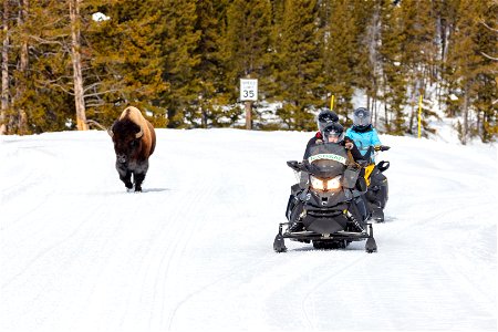 Snowmobilers pass a bull bison on the road