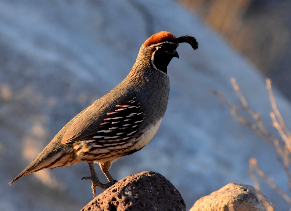 Gambel's quail in Arizona