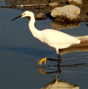 Snowy Egret Bear River Migratory Bird Refuge