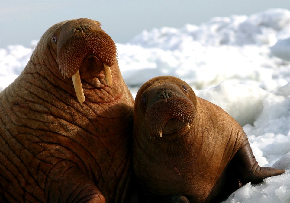 Walrus Cow and Calf