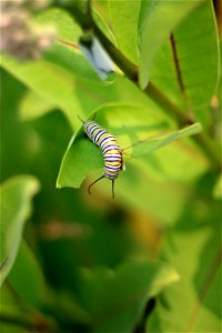 Monarch Caterpillar on Common Milkweed photo