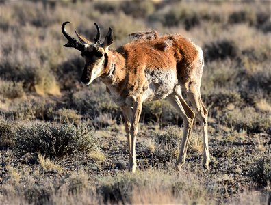 Pronghorn at Seedskadee National Wildlife Refuge photo