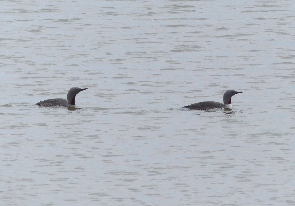 Red-throated Loons