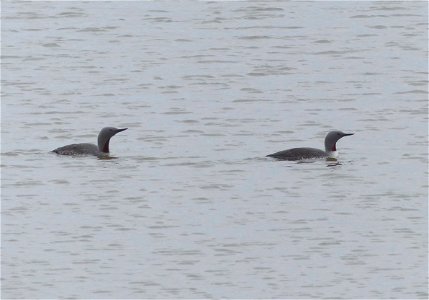 Red-throated Loons photo