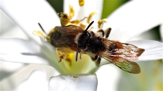 Andrena labiata (Rote Ehrenpreis-Sandbiene) - Pärchen auf Milchdoldensternblüte (und ein winziger Spanner)