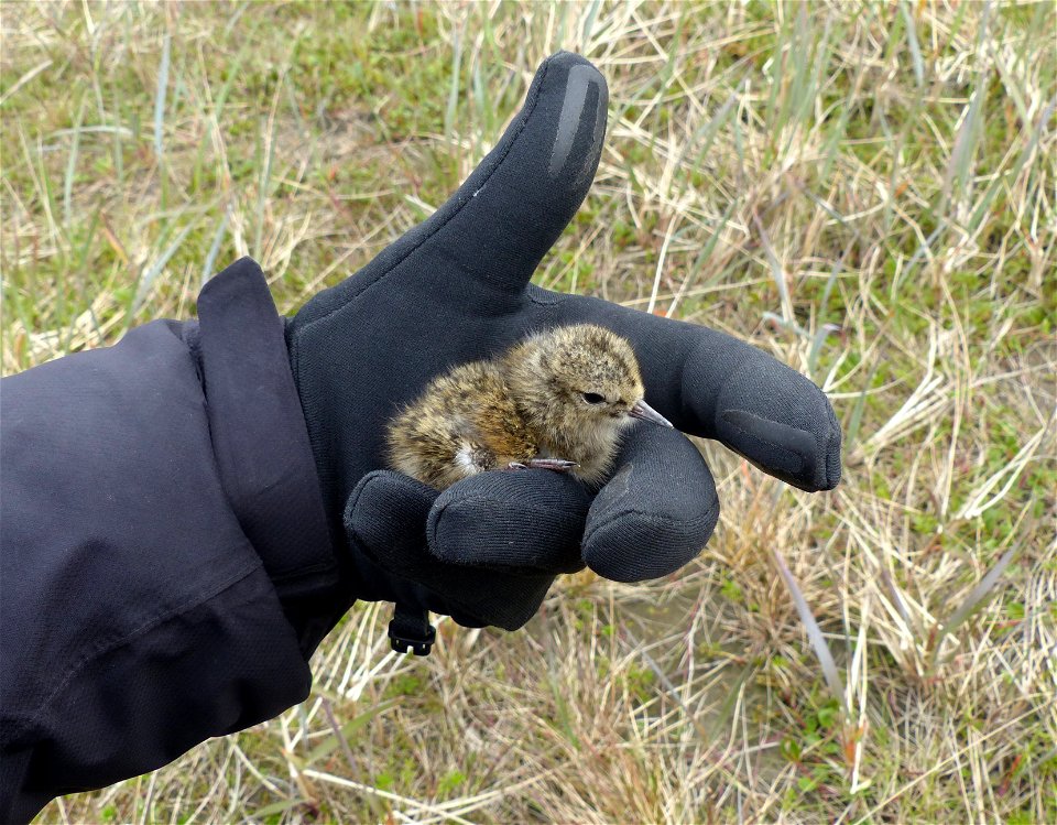 Black Turnstone chick photo