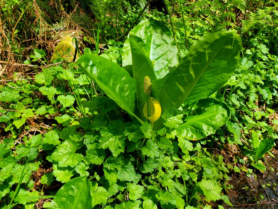 Skunk Cabbage along the Beaver Lake Trail, Mt. Baker-Snoqualmie National Forest. Photo by Anne Vassar April 29, 2021.