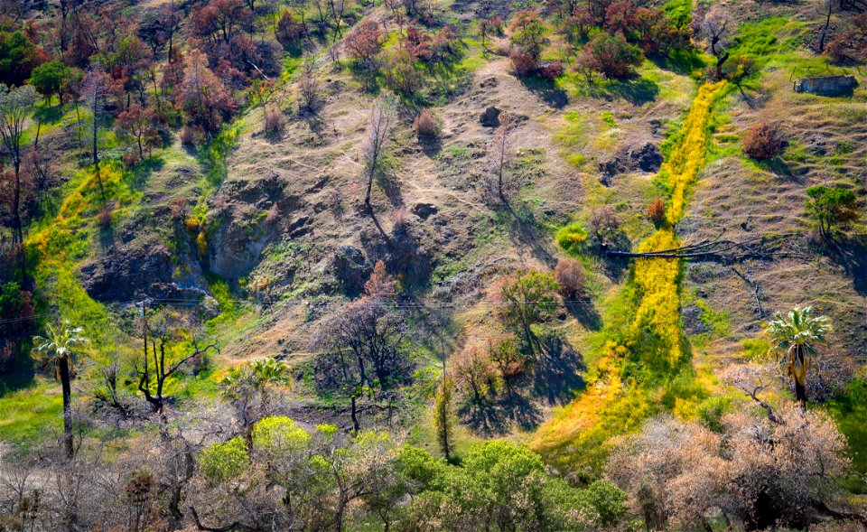 Coalinga Mineral Springs