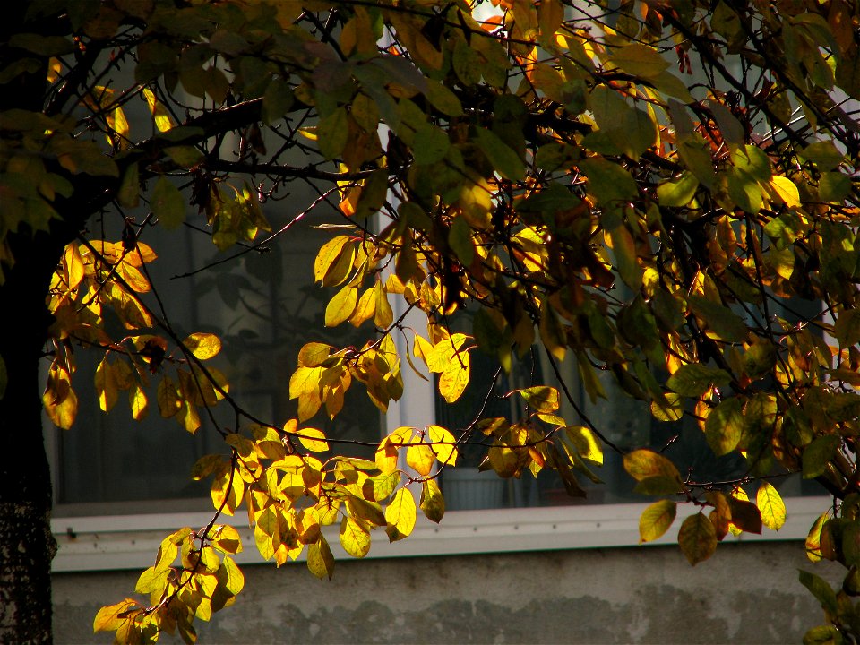cultoa2008_1128_110434