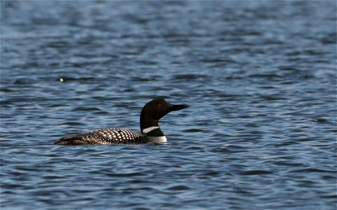 Common Loon Lake Andes Wetland Management District South Dakota