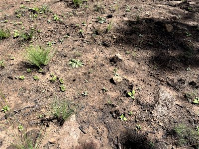 az fescue and forbs begining re-establishing site in moderate burn SBS site photo