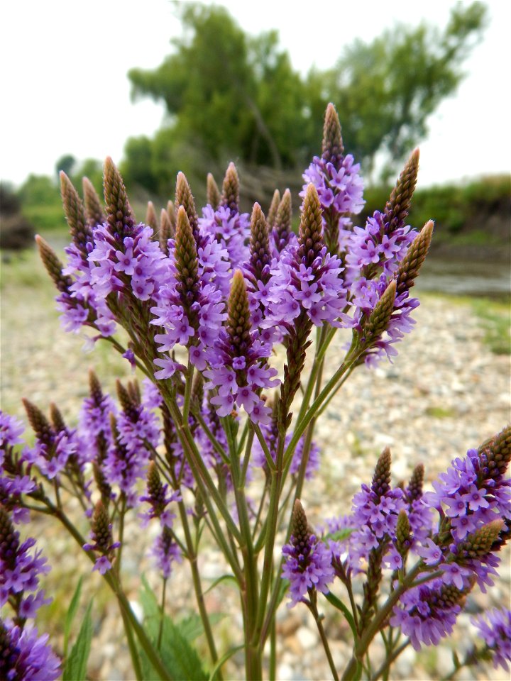 Blue vervain
