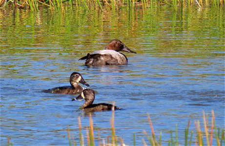 Canvasback and Ring-necked Ducks photo