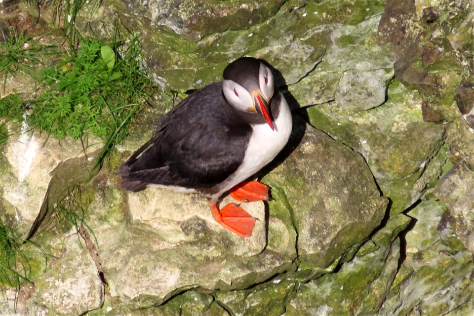 Puffin Billy No-Mates