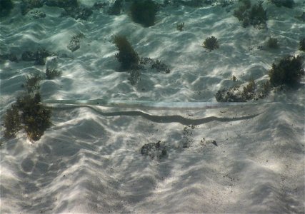 Fistularia commersonii 4