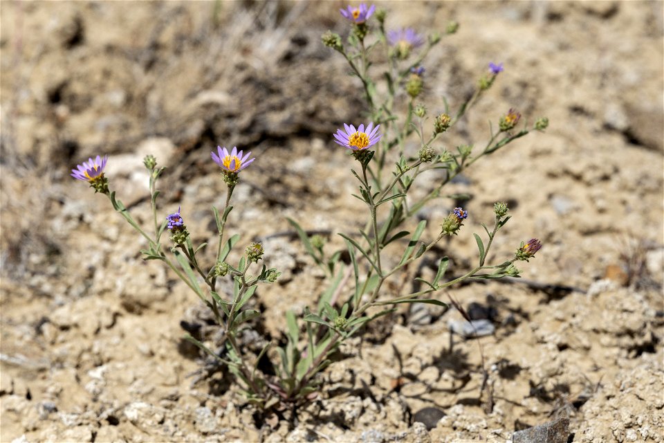 Dieteria canescens