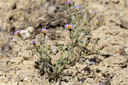 Dieteria canescens