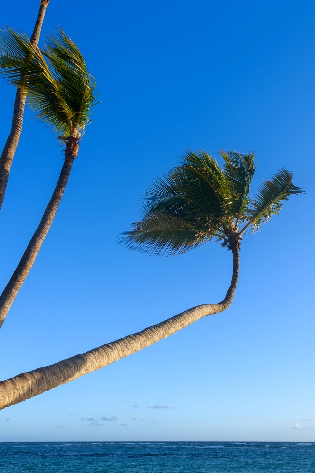 Palm Trees, Bávaro, Dominican Republic photo