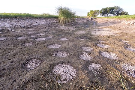 Bluegill Nests in a Drained Pond photo