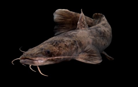 Flathead Catfish on Black
