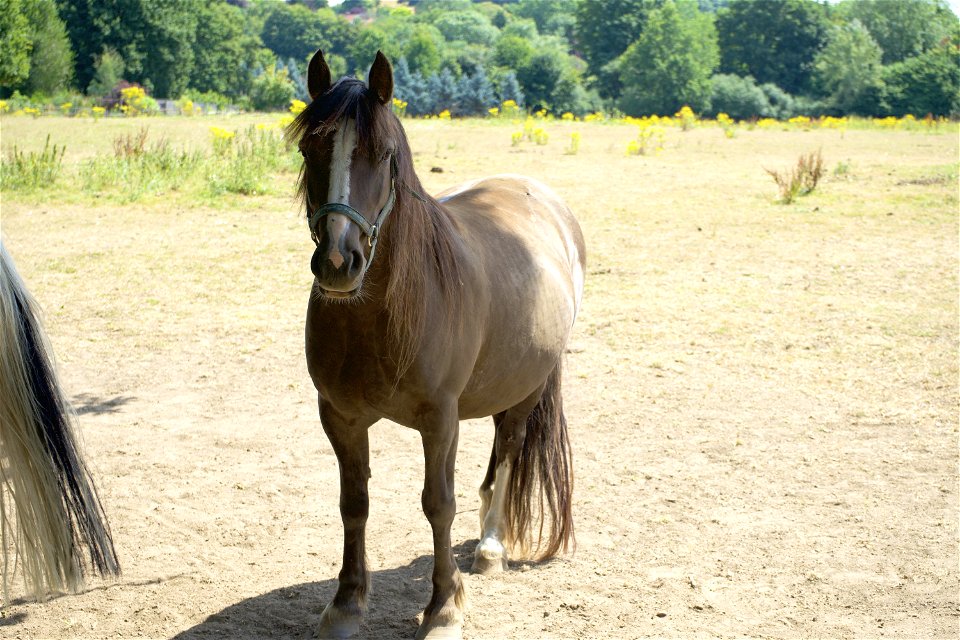 Champion The Wonder Horse