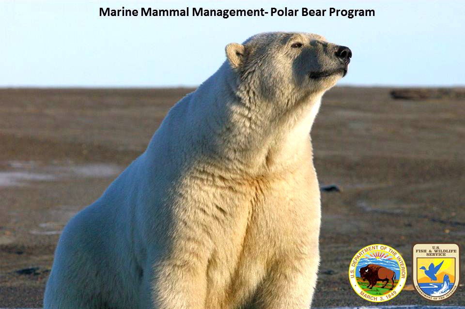 Polar Bear Research