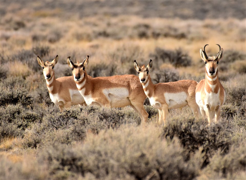 Pronghorn at Seedskadee National Wildlife Refuge