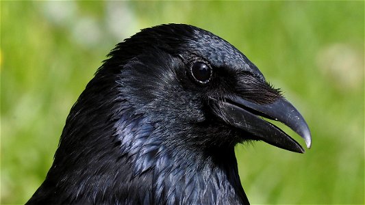Rabenkrähe - Portrait