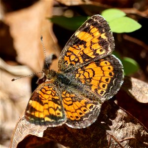 CRESCENT, PEARL (Phycoides tharos) (05-04-2023) cades cove, great smoky mt nat park, blount co, tn -02b
