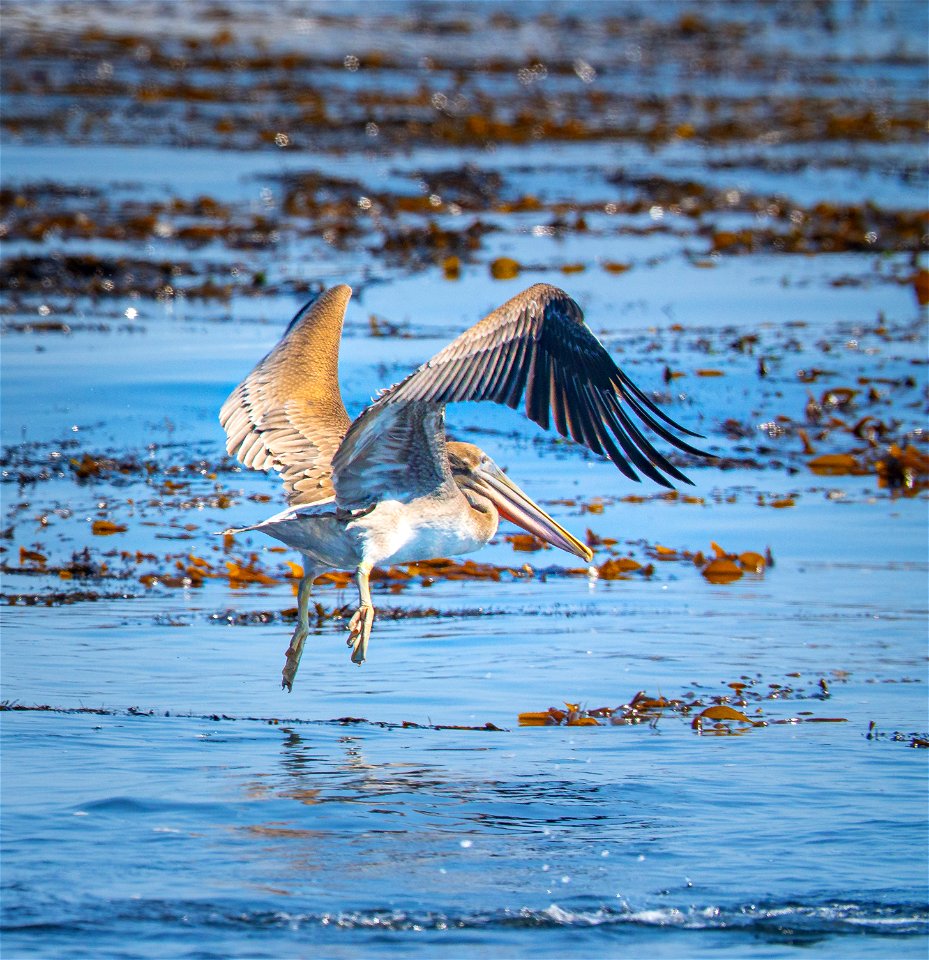 Pelican at Piedras Blancas