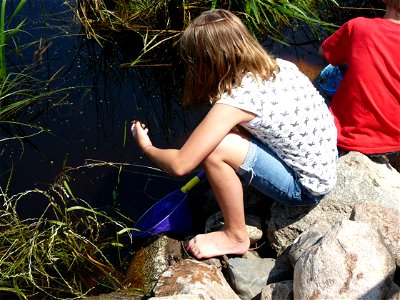 Learning about aquatic plant species photo