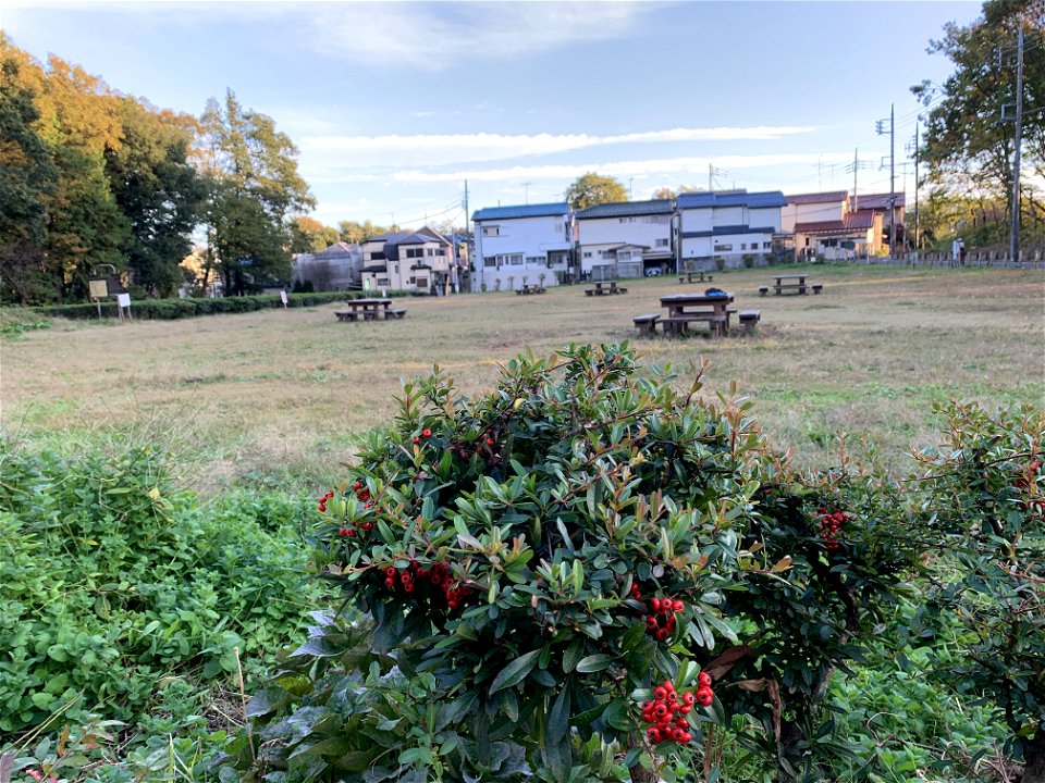 Koyama, Higashikurume-shi in November