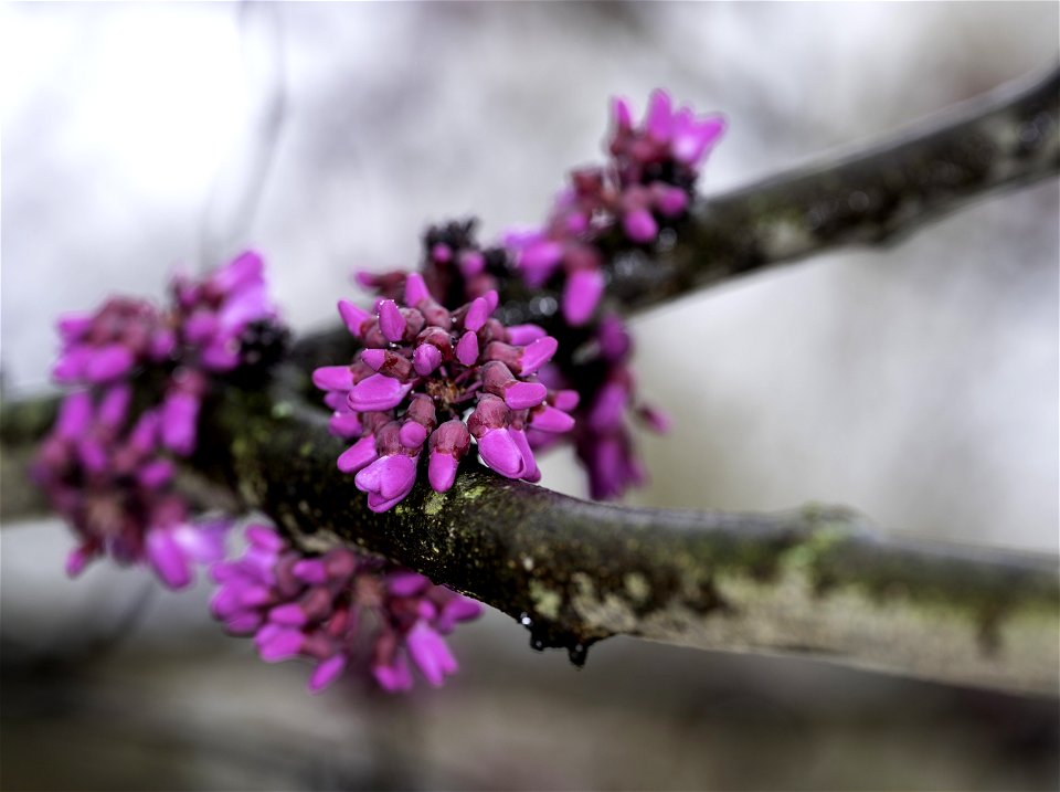 Redbud Blossoms on a Rainy Day
