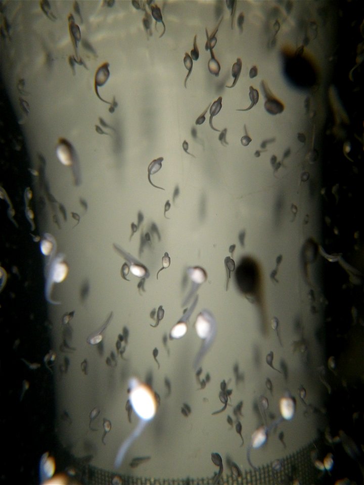 Pallid Sturgeon Larvae