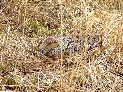 Common eider on nest photo