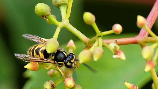 Vespula vulgaris (Gemeine Wespe)